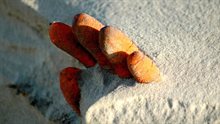 Oranje rubberen handschoen in strandzand